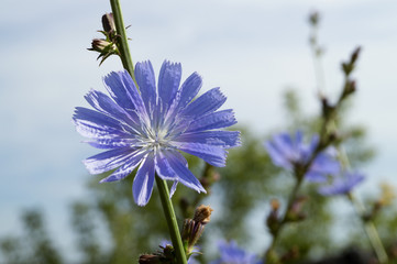 Useful plant chicory (Cich&oacute;rium).