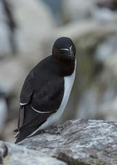 Razorbill. sea bird on rocks at the Farne Islands, Northumberland, England, UK.