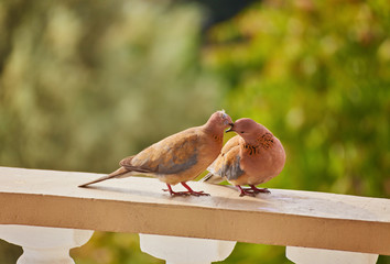 Two cute pigeons kissing with their beaks