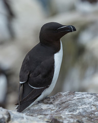 Razorbill. sea bird on rocks at the Farne Islands, Northumberland, England, UK.