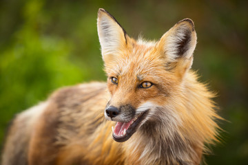 Red fox, Canada. 