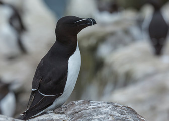 Razorbill. sea bird on rocks at the Farne Islands, Northumberland, England, UK.
