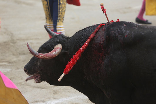 Toro a punto de morir en el ruedo con la espada clavada