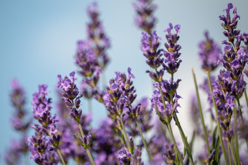 Obraz premium Beautiful flowers of blooming lavender with a clear blue sky on background. Summer, Czech Republic.