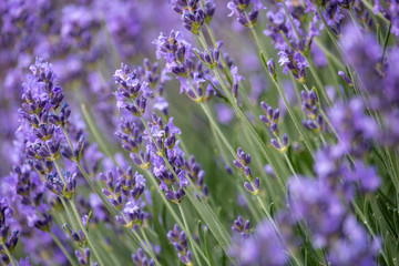 Beautiful flowers of blooming lavender. Summer, Czech Republic.