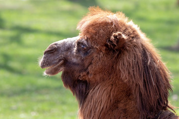 Bactrian camel (Camelus bactrianus) or Two-humped Camel profile portrait with green blurred background. Brown colored wooly animal with long eyelashes. Summer, Czech Republic.