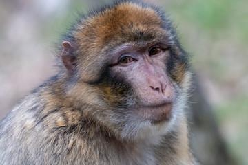 Portrait of Barbary macaque with serious eyes. Barbary ape or magot (Macaca sylvanus) is yellowish-brown to grey monkey with dark pink face.