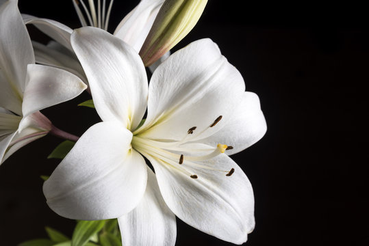 White Lily on a black background.