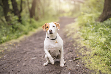 Dog beagle on green meadow path