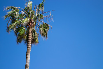 Spanish Palm Tree