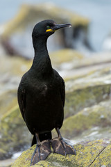 Shag. Sea Bird. Farne Islands, Northumberland. England, UK.