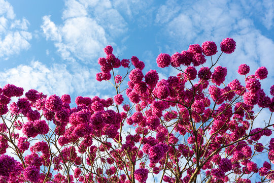 Beautiful bottom view of purple ipe tree on sunny day with blue sky in the background.