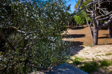 Park flowers