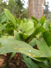 lily of the valley