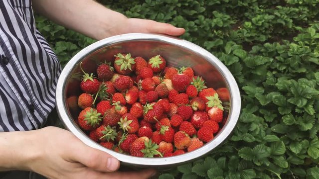 Man Picking Ripe Strawberries In Metallic Bowl During Harvest Time In Garden. Strawberry In Fruit Garden. Bowl Filled With Fresh Red Strawberries