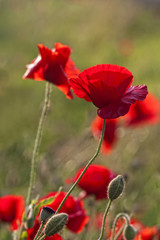 Klatschmohn