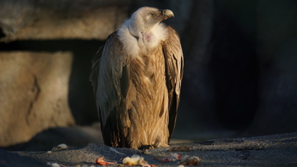 vögel