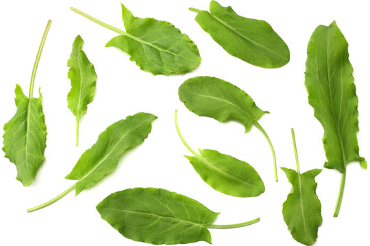 fresh sorrel, garden sorrel, rumex acetosa, green leaves, isolated on white background. Top view