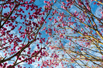 Beautiful bottom view of purple ipe tree on sunny day with blue sky in the background.