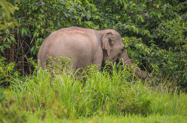 Wild elephants are enjoying a lot of food in the rainy season