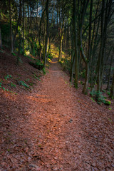 Weg in einem herbstlichen Wald