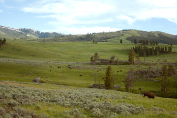 Fototapeta premium Bison and Sagebrush