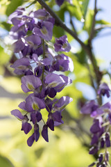 Fototapeta premium Detail of Wisteria floribunda flowers grapes, early summer violet purple flowering tree