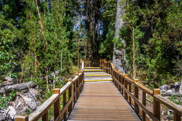 Obraz premium Boardwalk path at Arrayanes National Park - Villa La Angostura, Patagonia, Argentina