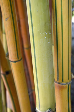 Bamboo Close Up with Vertical Lines