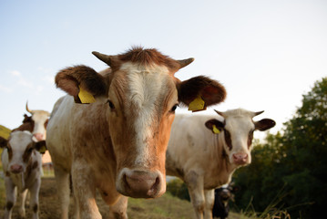 Close-up portrait of Italian cow grazing in a meadow