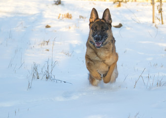 German shepherd in the winter park