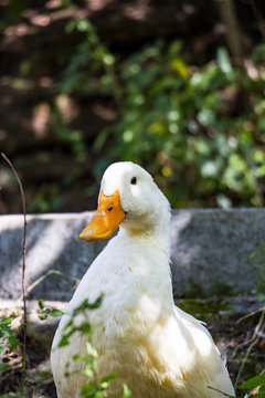Close picture of a cute freely roaming American Pekin duck near Lake Kleptuza, Velingrad Bulgaria