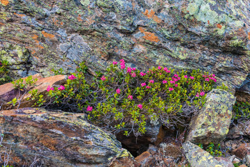 Blühende Alpenrosen im Fels