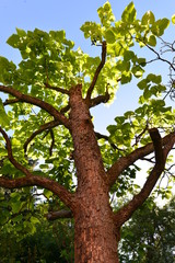 Gewöhnlicher Trompetenbaum (Catalpa bignonioides)