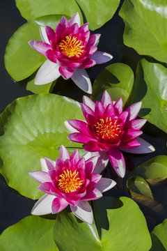 The beautiful red lotuses. Pink Water lilies. The old pond is decorated with a colorful water lily. Freshwater habitat. Beautiful nature. Water plant .Nymphaea, pink nymphea - Aquatic vegetation