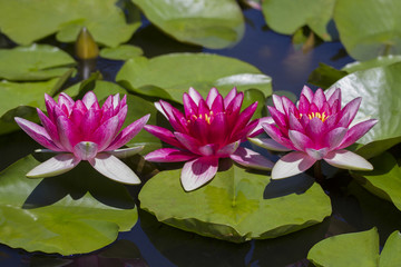 The beautiful red lotuses. Pink Water lilies. The old pond is decorated with a colorful water lily. Freshwater habitat. Beautiful nature. Water plant .Nymphaea, pink nymphea - Aquatic vegetation