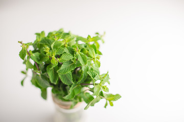 Fresh mint view from above on a light background with empty space for writing