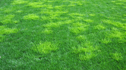 A troublesome annual bluegrass light green in color called poa trivialis - obrazy, fototapety, plakaty