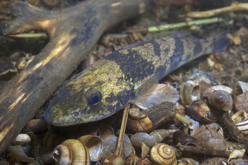 Freshwater fish Zingel (Zingel zingel) in the beautiful clean river. Underwater shot in the danube river. Wild life animal. Zingel in the nature habitat with nice background. Live in the river.