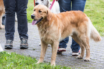 Portrait of golden retrievers outdoor in Belgium