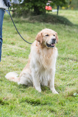 Portrait of golden retrievers outdoor in Belgium