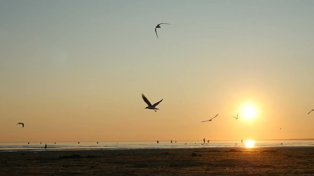 Flock of seagull birds flying in the air on sunset. Slow motion