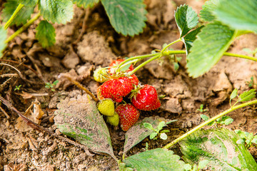Strawberries grow in the garden on the ground. This is real life, not beautiful stock photos.