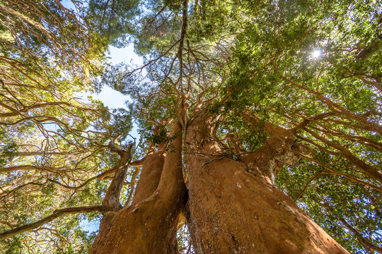 Arrayanes Trees (Chilean Myrtle) with orange trunk at Arrayanes National Park - Villa La Angostura, Patagonia, Argentina