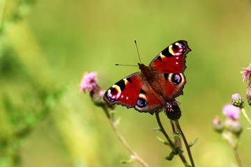 A peacock butterfly resting with out stretched wings.