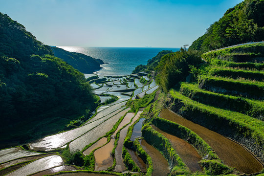 浜野浦の棚田