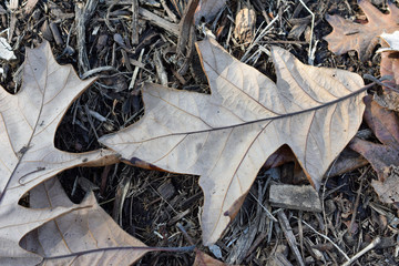 Leaves in Autumnal Brown