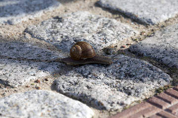 one snail