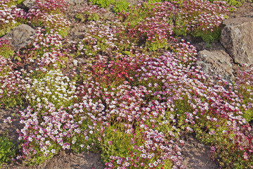 Colorful carpet of saxifrage (arendsii) in spring. 