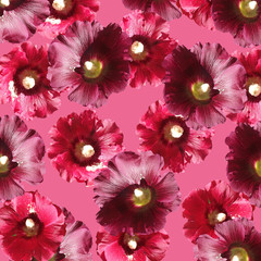 Beautiful floral background from mallow 